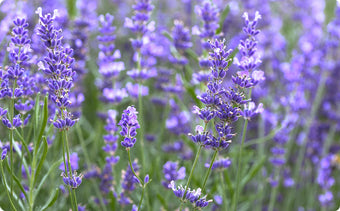 ラバンデュラハイブリダエキス フランス