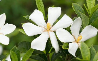 クチナシ果実エキス