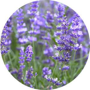 ラバンデュラ<br>ハイブリダエキス<br>フランス