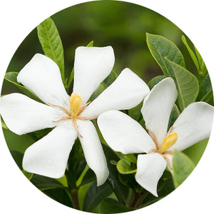 クチナシ果実エキス